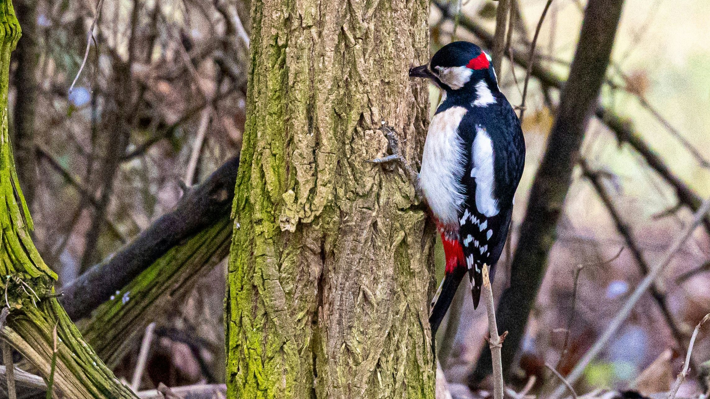 Vielleicht entdecken die Spaziergeher schon bald einen echten Buntspecht am Pöstlingberg.