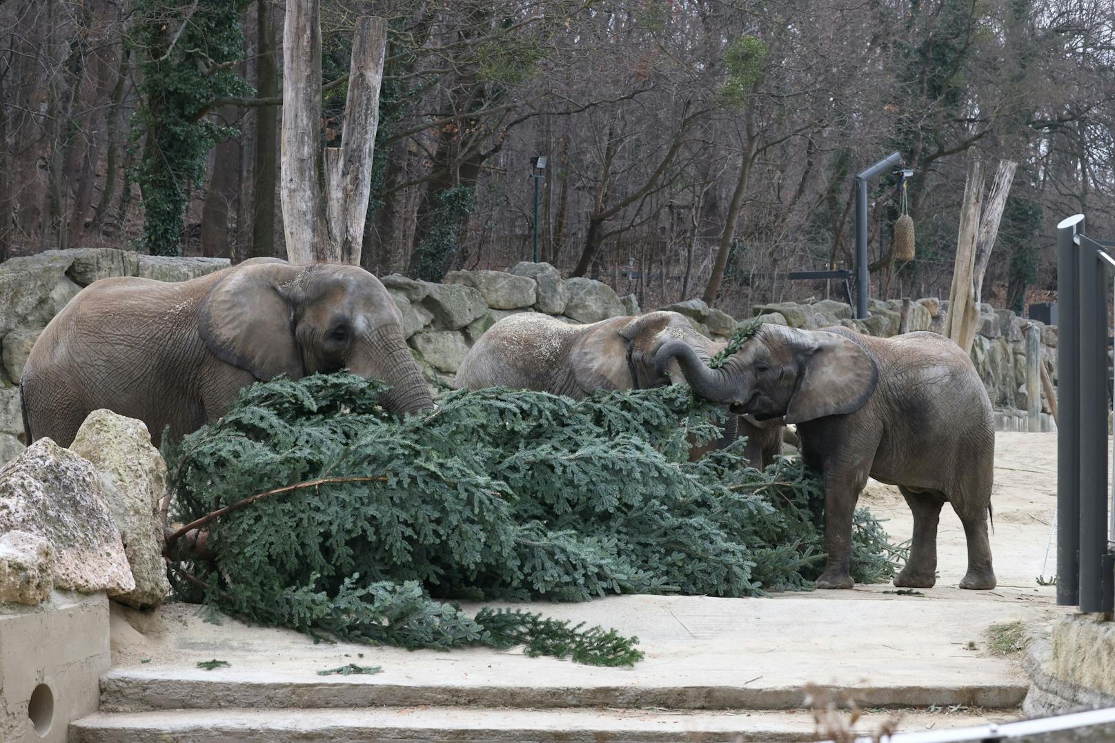 Wie jedes Jahr gab es für die Elefanten im Zoo Schönbrunn ein schmackhaftes Nach-Weihnachtsgeschenk. Dienstagfrüh durften sie den Christbaum verputzen, der vor dem Schloss Schönbrunn für weihnachtliche Stimmung gesorgt hatte.