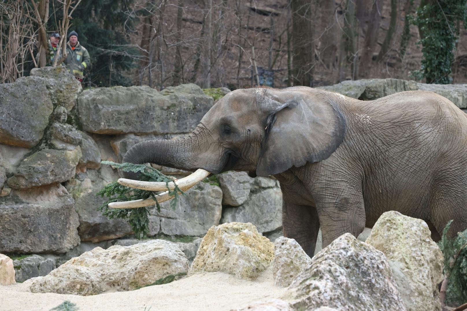 Wie jedes Jahr gab es für die Elefanten im Zoo Schönbrunn ein schmackhaftes Nach-Weihnachtsgeschenk. Dienstagfrüh durften sie den Christbaum verputzen, der vor dem Schloss Schönbrunn für weihnachtliche Stimmung gesorgt hatte.