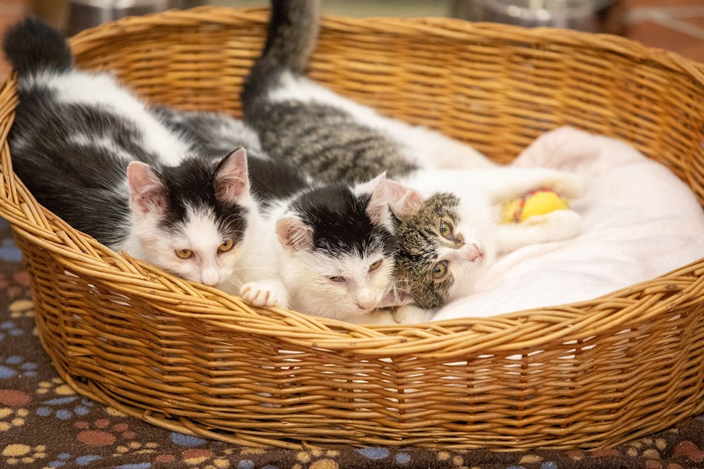 Janis, Jimi und James wurden einfach herzlos bei Temperaturen um den Gefrierpunkt zurückgelassen.