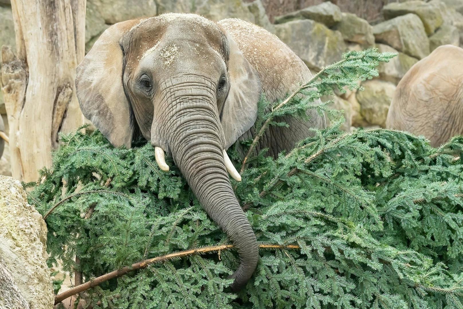 Ein Geschenk zur Frühstückszeit gab es am Dienstag für die Afrikanischen Elefanten im Tiergarten Schönbrunn: Christbaumzweige für die ganze Herde. 