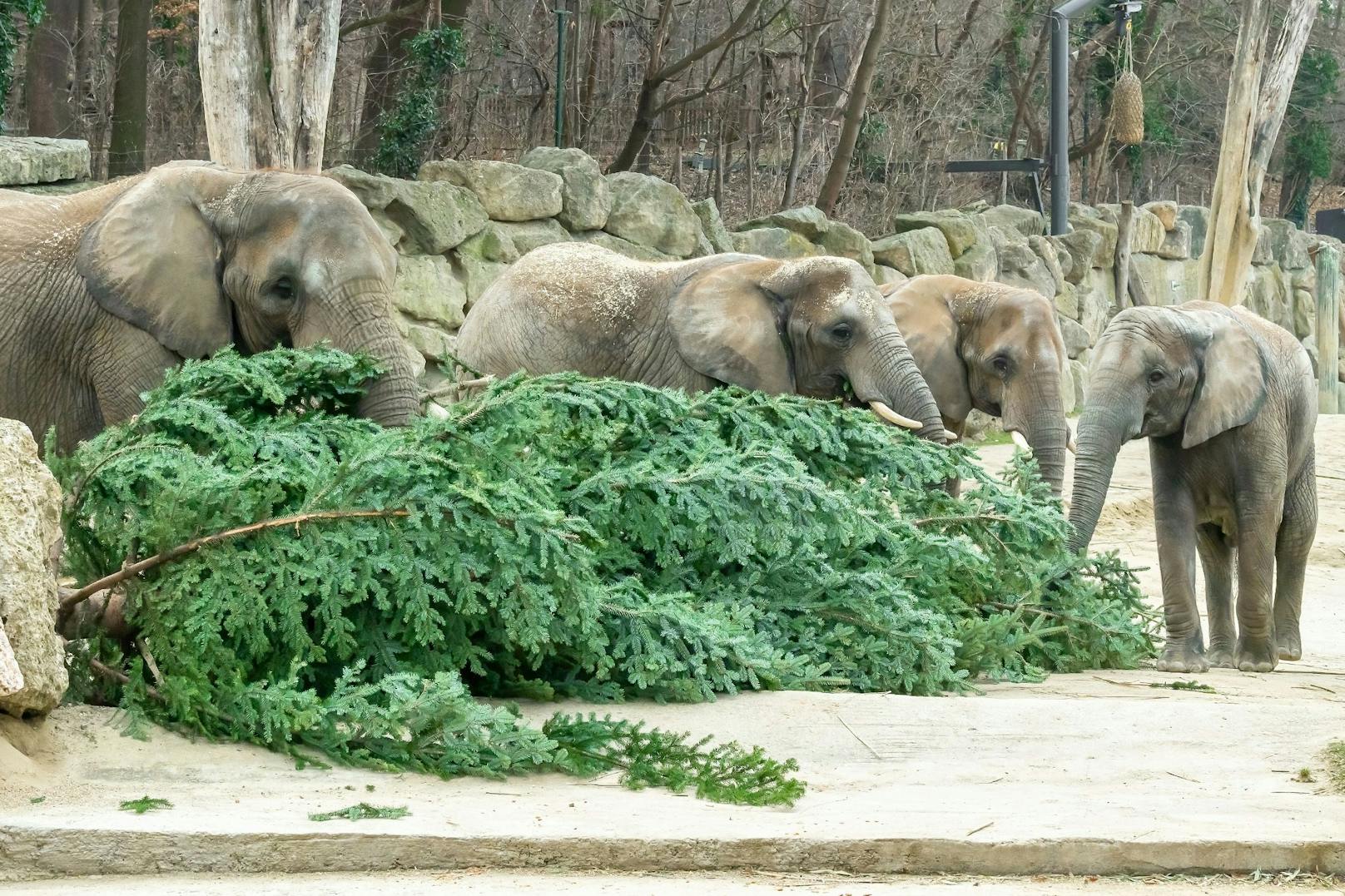 Ein Geschenk zur Frühstückszeit gab es am Dienstag für die Afrikanischen Elefanten im Tiergarten Schönbrunn: Christbaumzweige für die ganze Herde. 