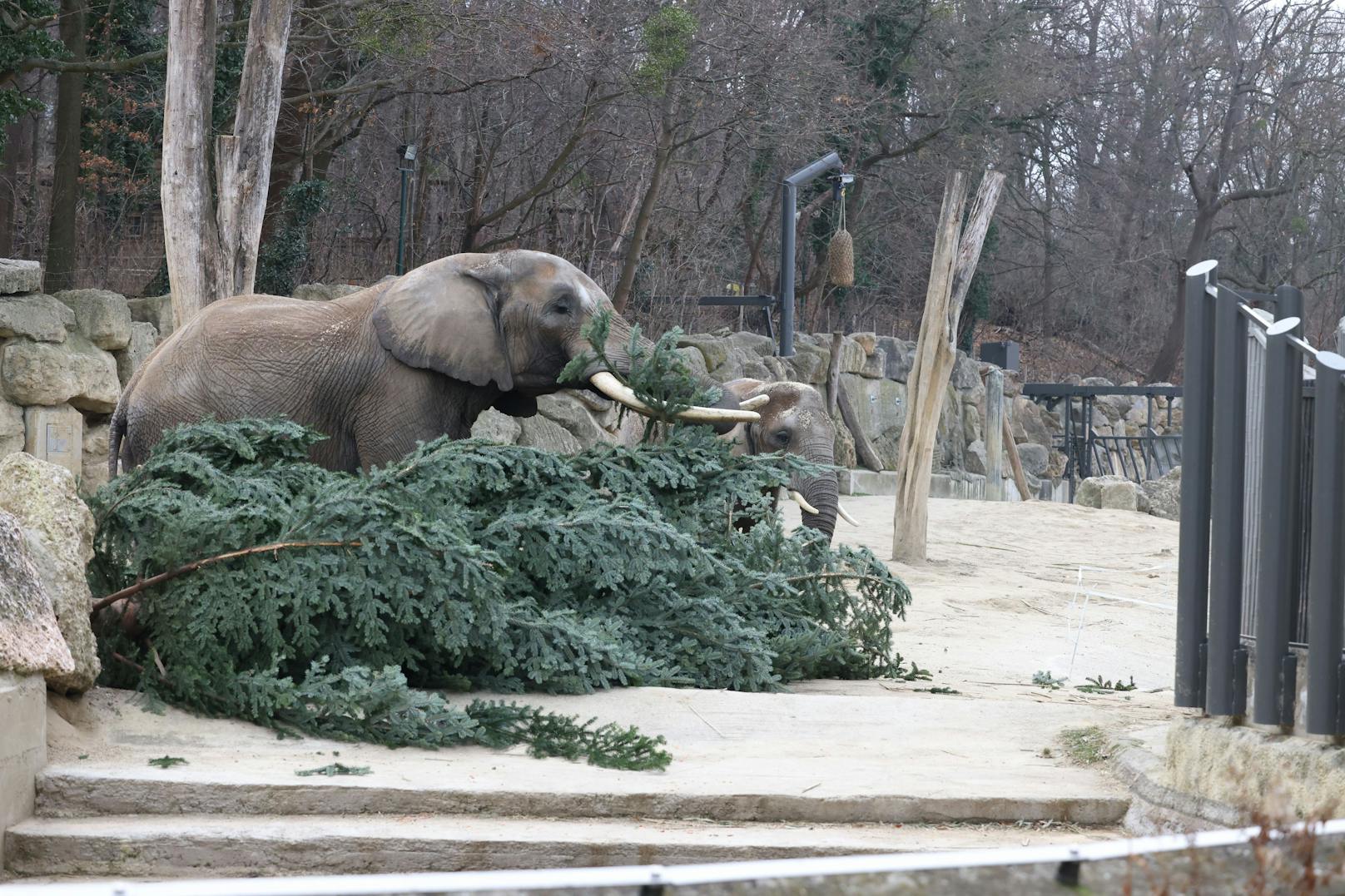 Wie jedes Jahr gab es für die Elefanten im Zoo Schönbrunn ein schmackhaftes Nach-Weihnachtsgeschenk. Dienstagfrüh durften sie den Christbaum verputzen, der vor dem Schloss Schönbrunn für weihnachtliche Stimmung gesorgt hatte.