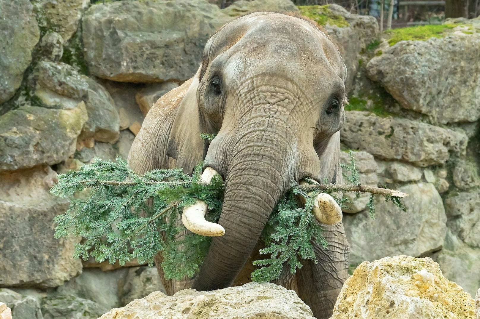 Ein Geschenk zur Frühstückszeit gab es am Dienstag für die Afrikanischen Elefanten im Tiergarten Schönbrunn: Christbaumzweige für die ganze Herde. 