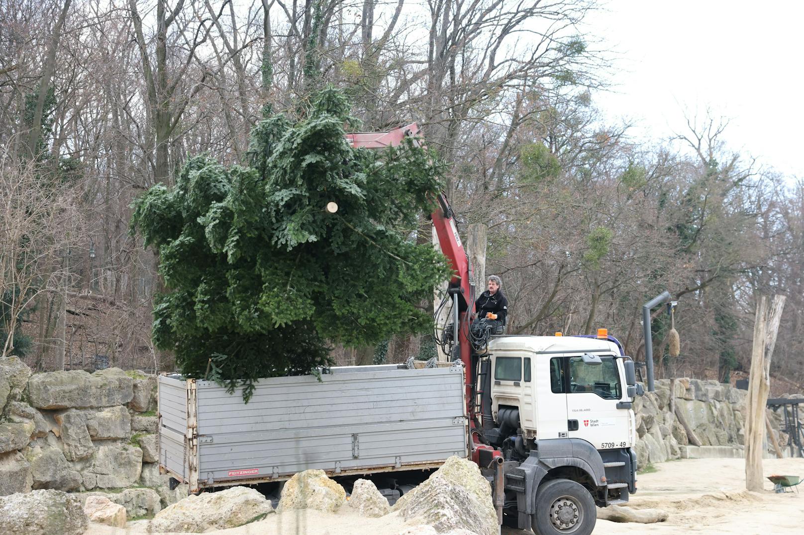 Wie jedes Jahr gab es für die Elefanten im Zoo Schönbrunn ein schmackhaftes Nach-Weihnachtsgeschenk. Dienstagfrüh durften sie den Christbaum verputzen, der vor dem Schloss Schönbrunn für weihnachtliche Stimmung gesorgt hatte.