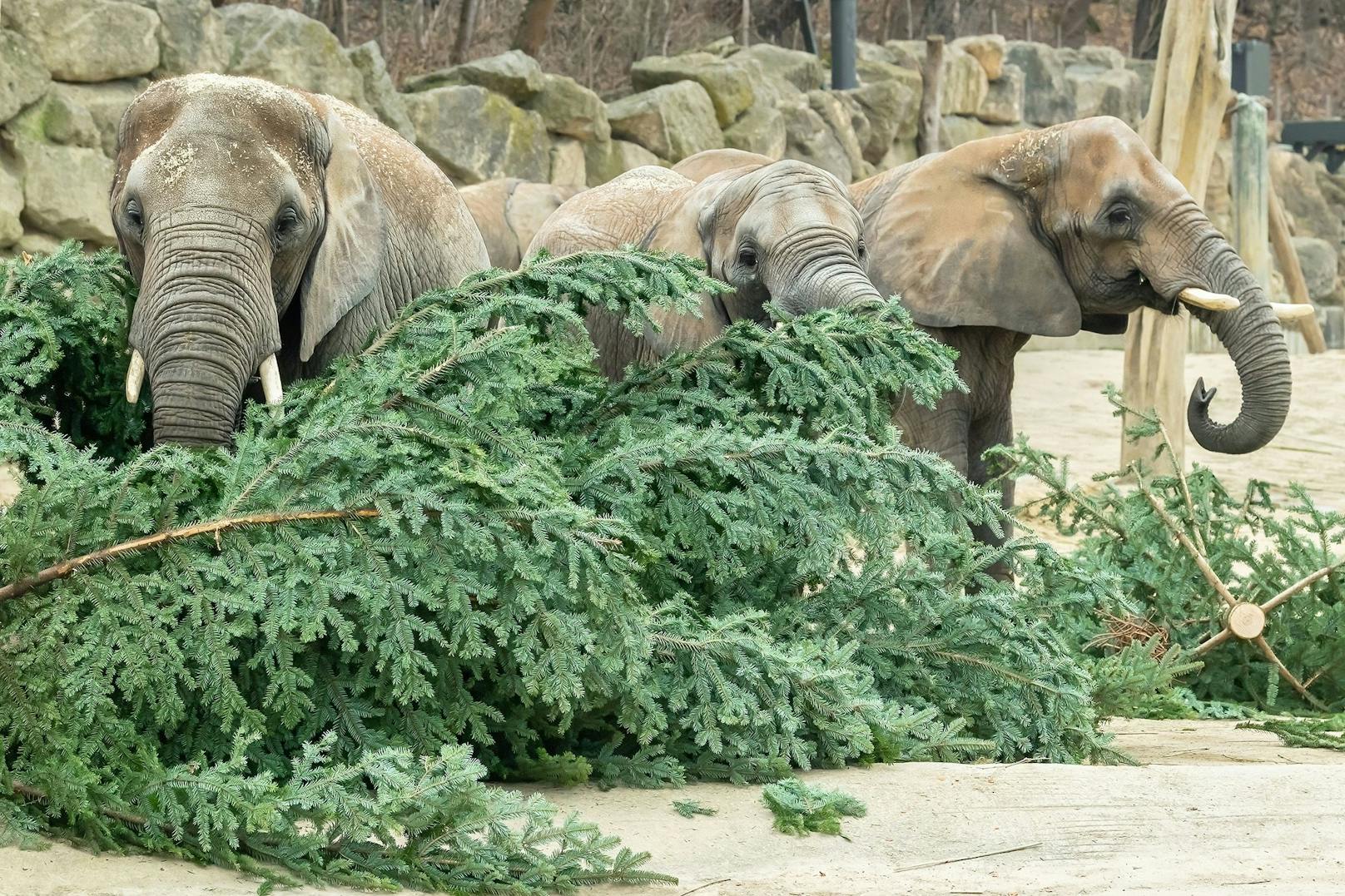 Ein Geschenk zur Frühstückszeit gab es am Dienstag für die Afrikanischen Elefanten im Tiergarten Schönbrunn: Christbaumzweige für die ganze Herde. 