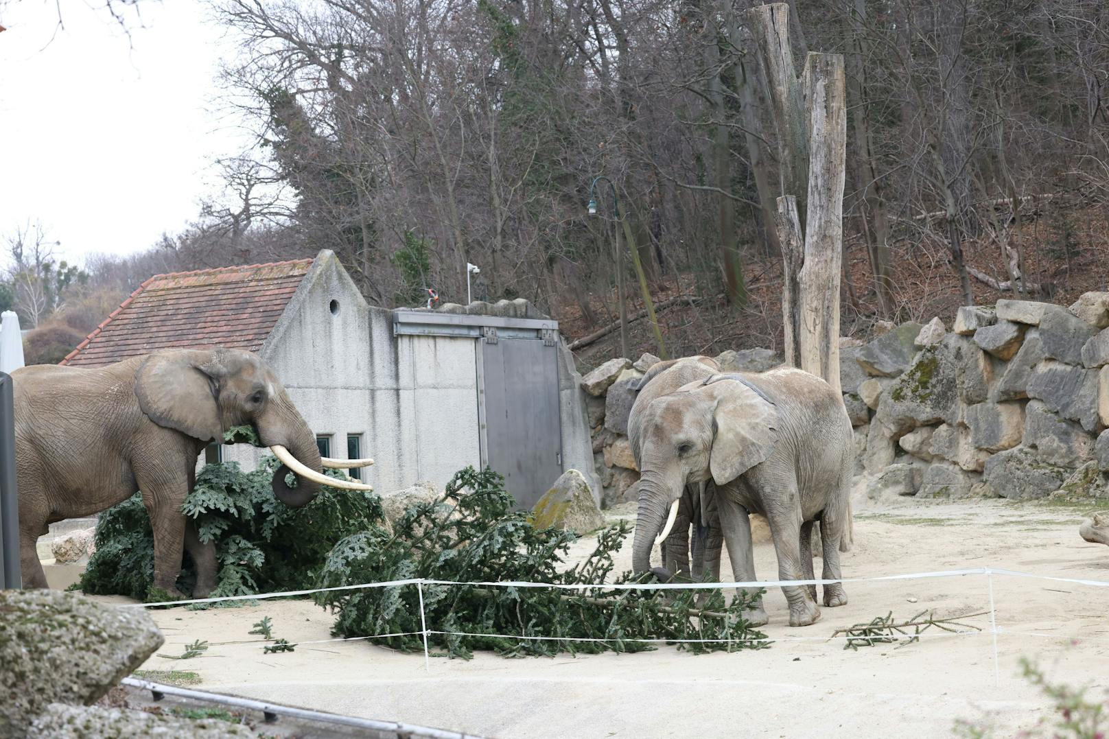 Wie jedes Jahr gab es für die Elefanten im Zoo Schönbrunn ein schmackhaftes Nach-Weihnachtsgeschenk. Dienstagfrüh durften sie den Christbaum verputzen, der vor dem Schloss Schönbrunn für weihnachtliche Stimmung gesorgt hatte.