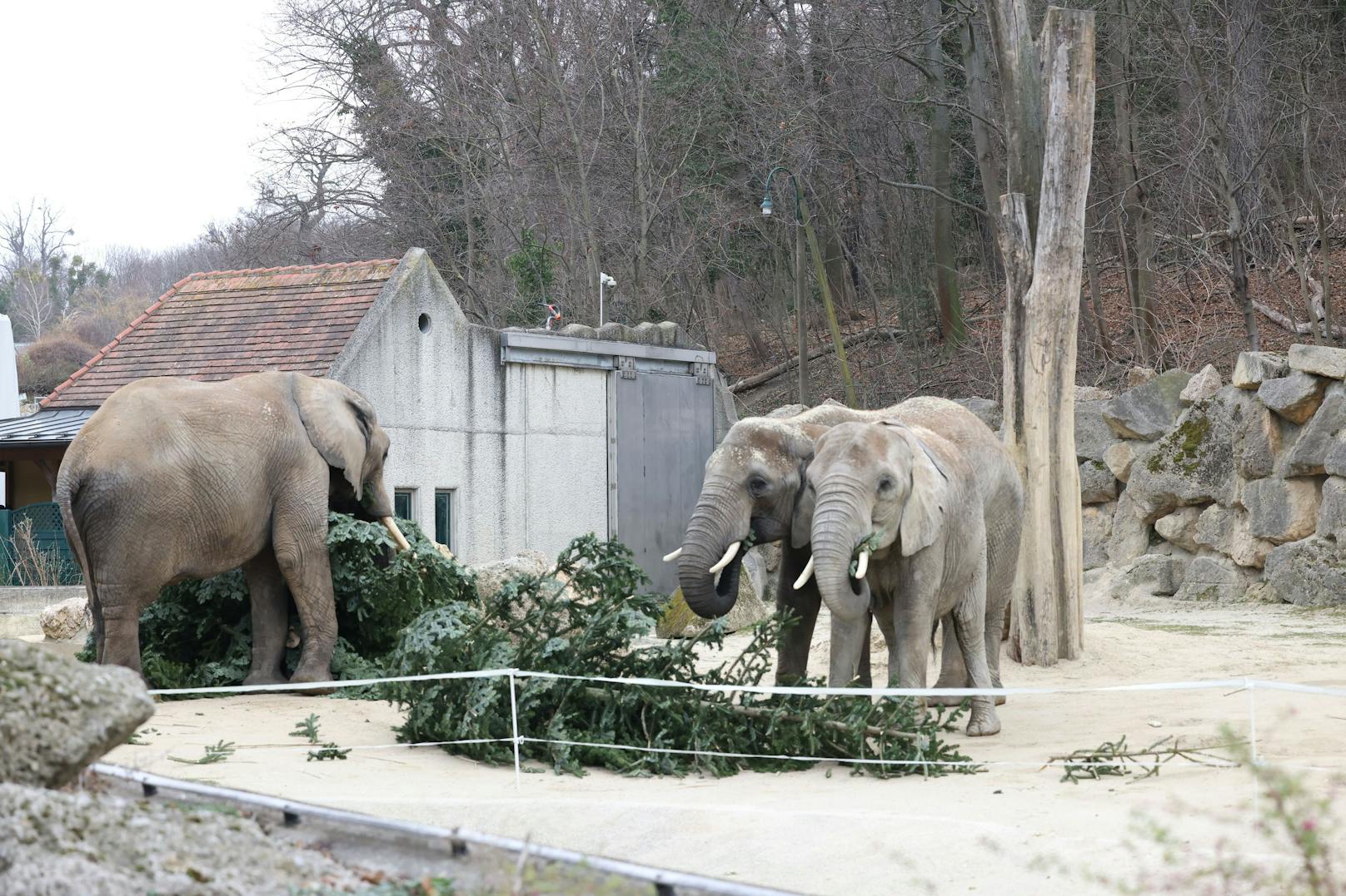 Wie jedes Jahr gab es für die Elefanten im Zoo Schönbrunn ein schmackhaftes Nach-Weihnachtsgeschenk. Dienstagfrüh durften sie den Christbaum verputzen, der vor dem Schloss Schönbrunn für weihnachtliche Stimmung gesorgt hatte.