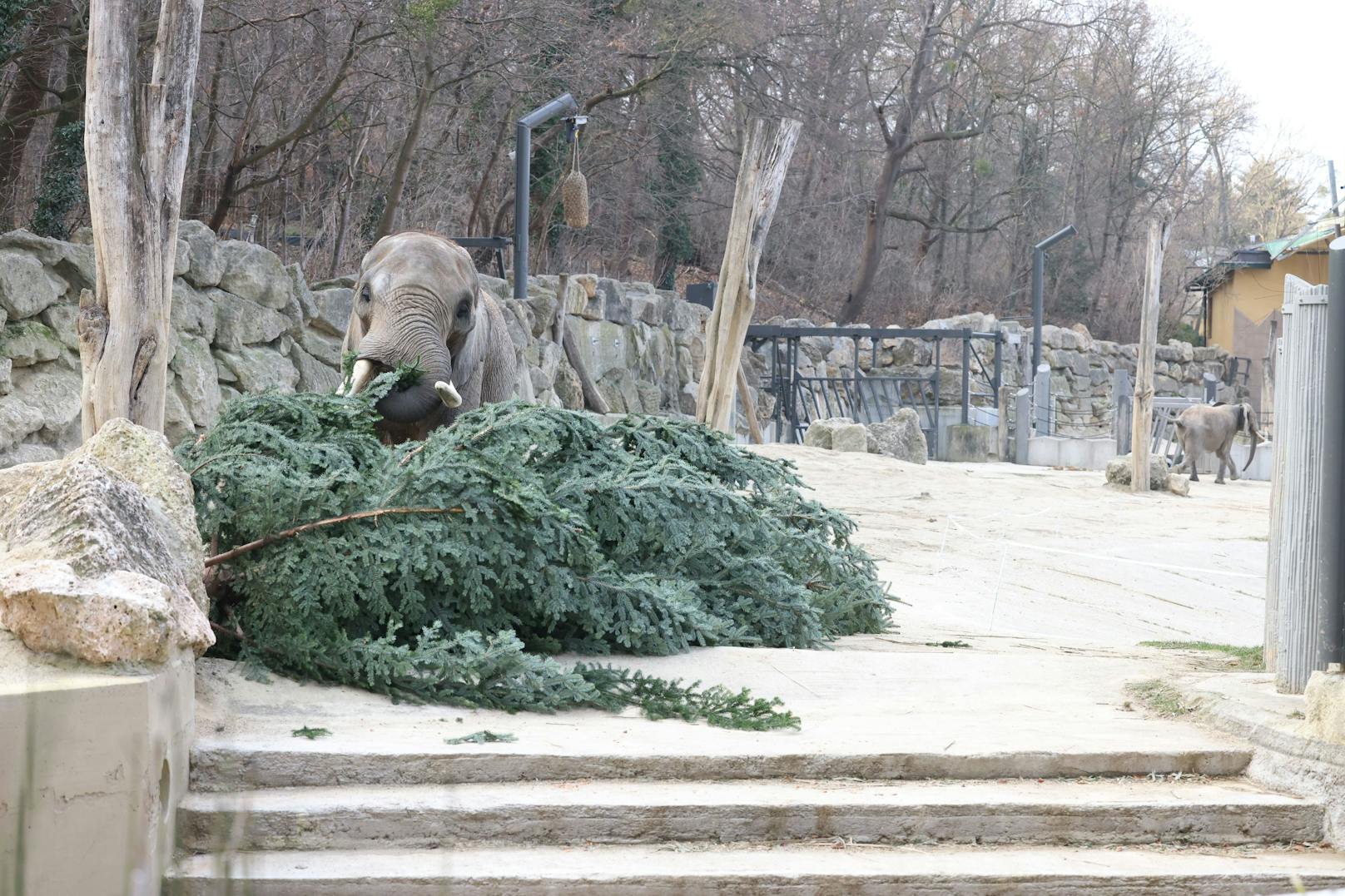 Wie jedes Jahr gab es für die Elefanten im Zoo Schönbrunn ein schmackhaftes Nach-Weihnachtsgeschenk. Dienstagfrüh durften sie den Christbaum verputzen, der vor dem Schloss Schönbrunn für weihnachtliche Stimmung gesorgt hatte.