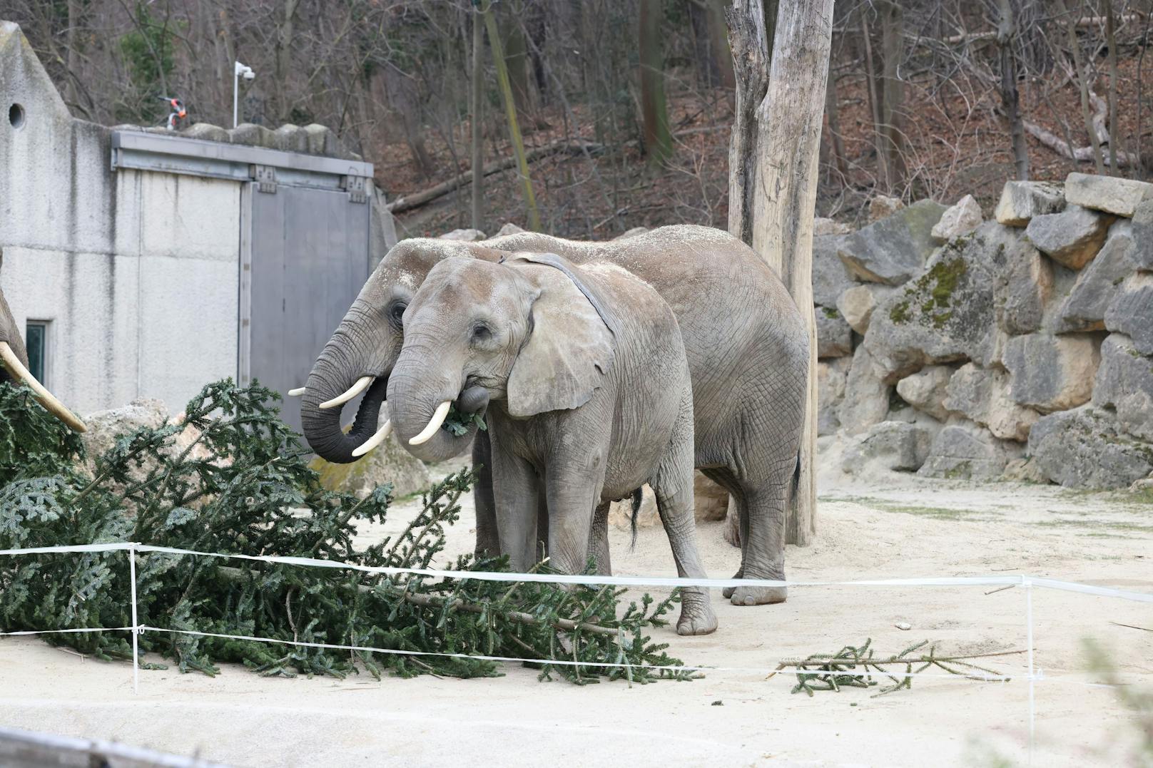 Wie jedes Jahr gab es für die Elefanten im Zoo Schönbrunn ein schmackhaftes Nach-Weihnachtsgeschenk. Dienstagfrüh durften sie den Christbaum verputzen, der vor dem Schloss Schönbrunn für weihnachtliche Stimmung gesorgt hatte.