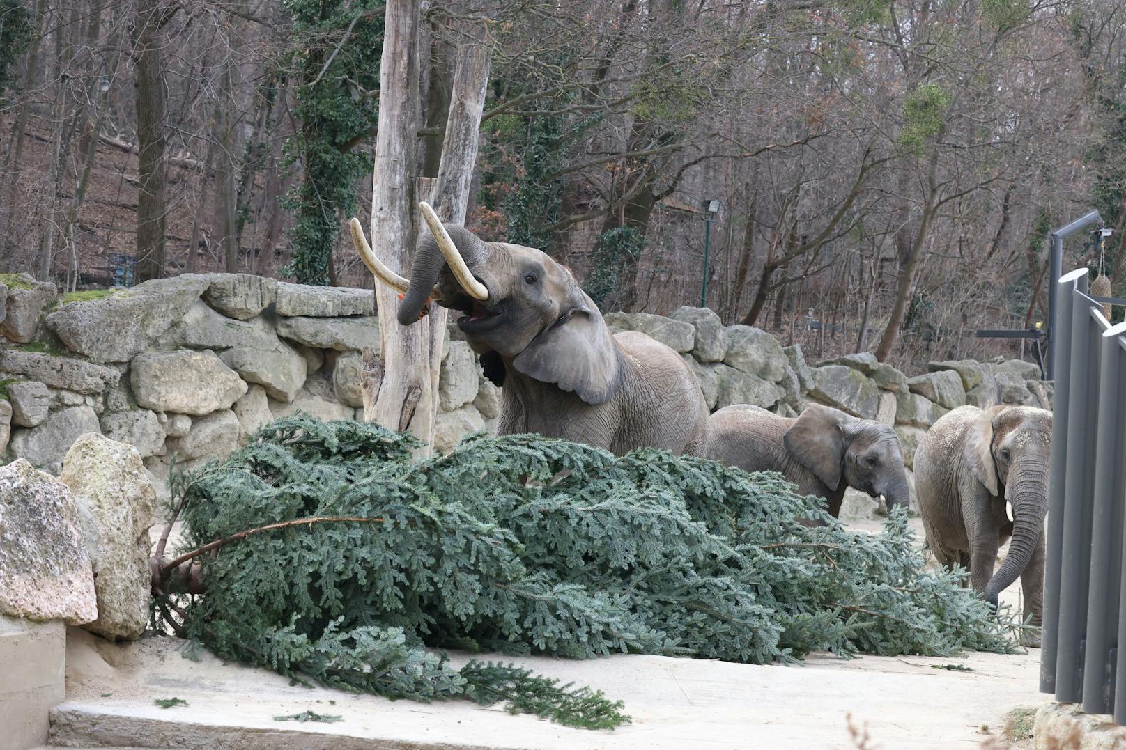 Wie jedes Jahr gab es für die Elefanten im Zoo Schönbrunn ein schmackhaftes Nach-Weihnachtsgeschenk. Dienstagfrüh durften sie den Christbaum verputzen, der vor dem Schloss Schönbrunn für weihnachtliche Stimmung gesorgt hatte.