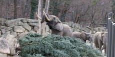 Mahlzeit! Elefanten verputzen Schönbrunner Christbaum