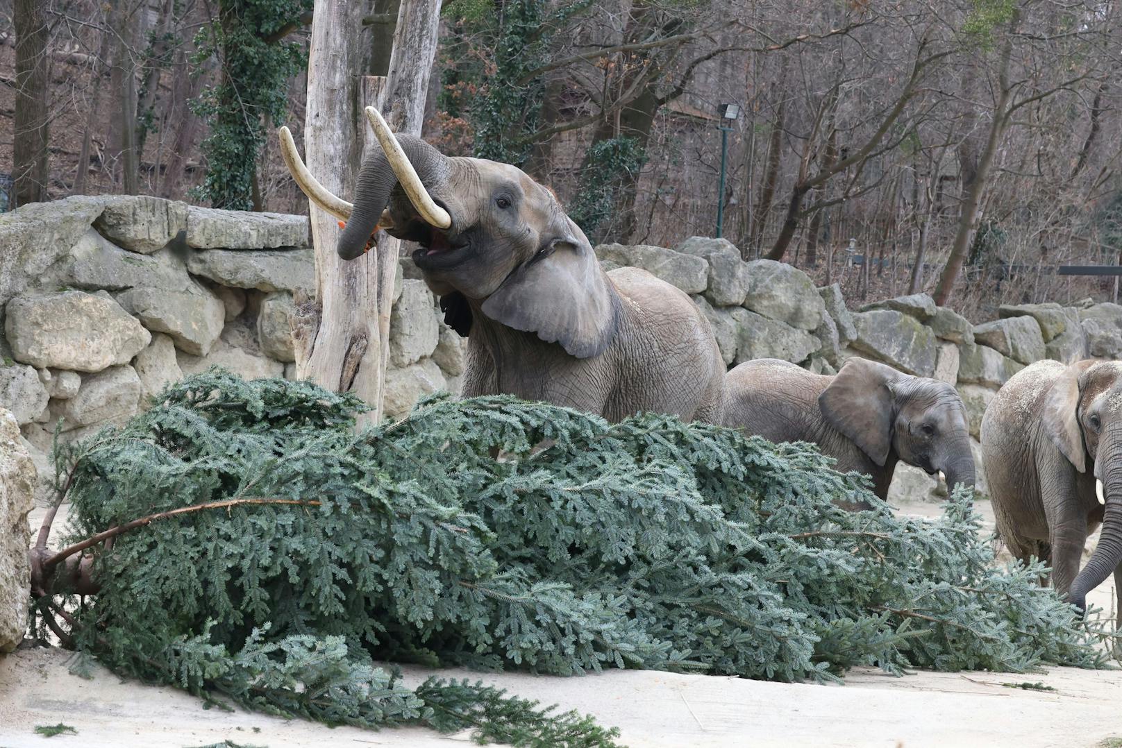 Wie jedes Jahr gab es für die Elefanten im Zoo Schönbrunn ein schmackhaftes Nach-Weihnachtsgeschenk. Dienstagfrüh durften sie den Christbaum verputzen, der vor dem Schloss Schönbrunn für weihnachtliche Stimmung gesorgt hatte.