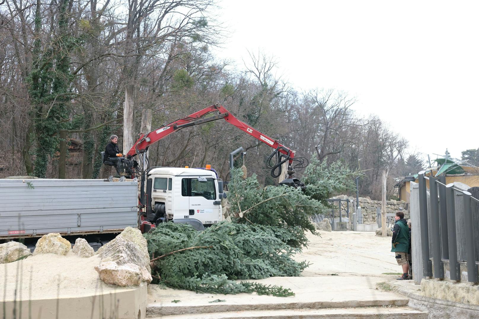 Wie jedes Jahr gab es für die Elefanten im Zoo Schönbrunn ein schmackhaftes Nach-Weihnachtsgeschenk. Dienstagfrüh durften sie den Christbaum verputzen, der vor dem Schloss Schönbrunn für weihnachtliche Stimmung gesorgt hatte.