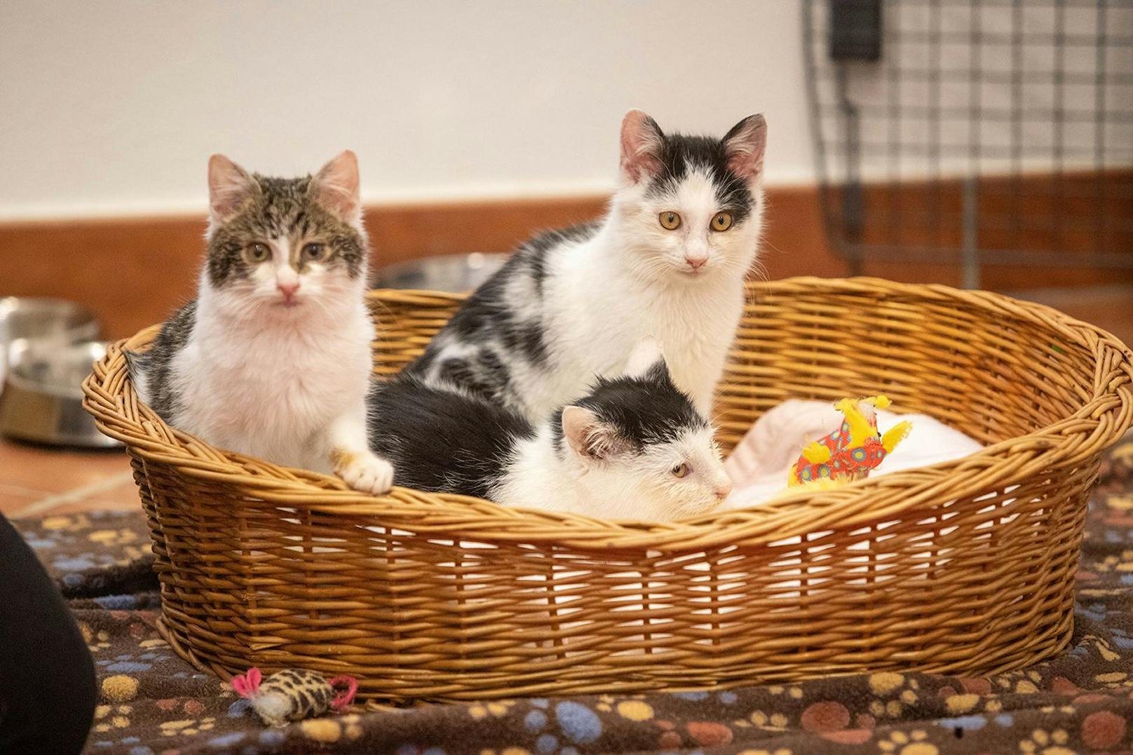 Drei kleine Kätzchen wurden in einem Karton bei Eiseskälte ausgesetzt.