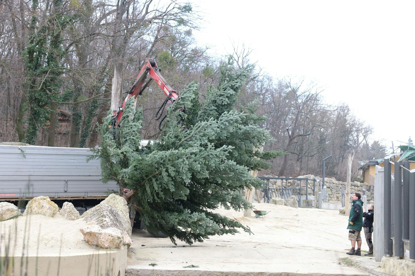 Wie jedes Jahr gab es für die Elefanten im Zoo Schönbrunn ein schmackhaftes Nach-Weihnachtsgeschenk. Dienstagfrüh durften sie den Christbaum verputzen, der vor dem Schloss Schönbrunn für weihnachtliche Stimmung gesorgt hatte.