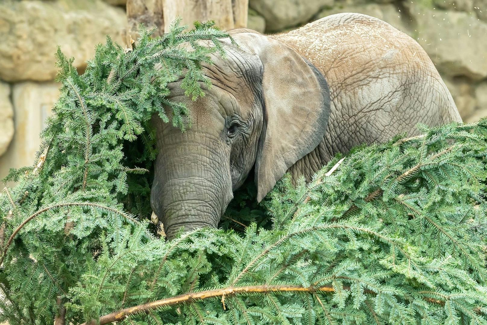 Ein Geschenk zur Frühstückszeit gab es am Dienstag für die Afrikanischen Elefanten im Tiergarten Schönbrunn: Christbaumzweige für die ganze Herde. 