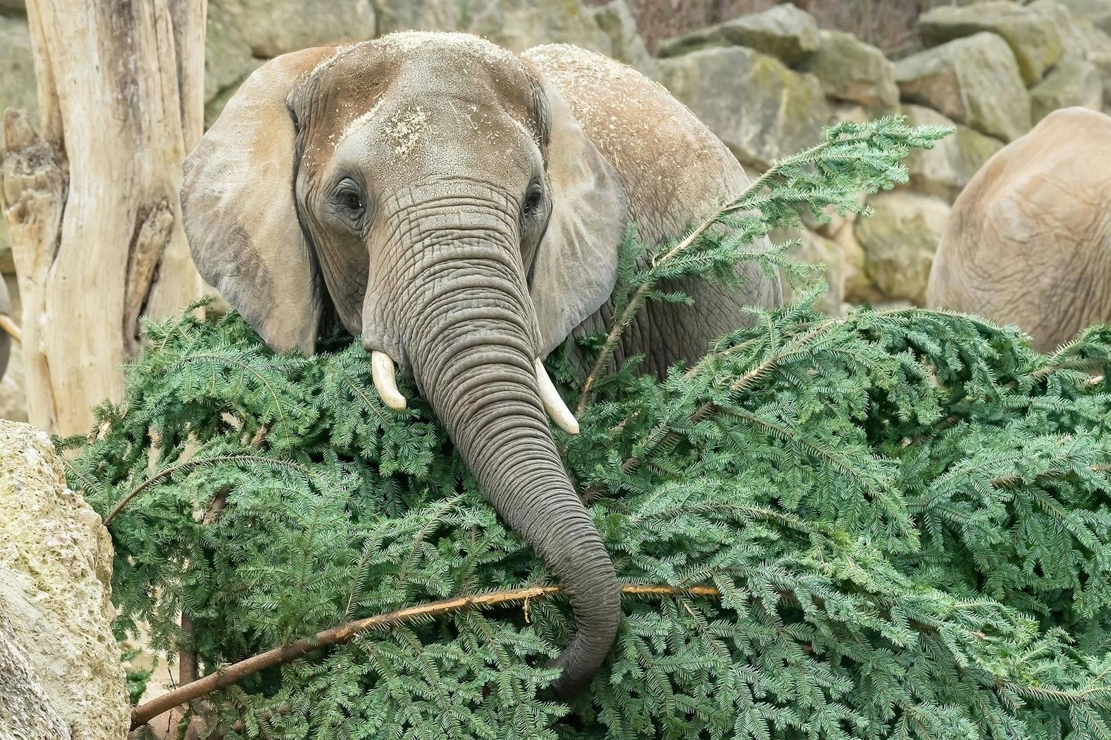 Die Elefanten nutzen die Christbäume sehr vielseitig - sogar gekratzt wird sich mit ihnen. 