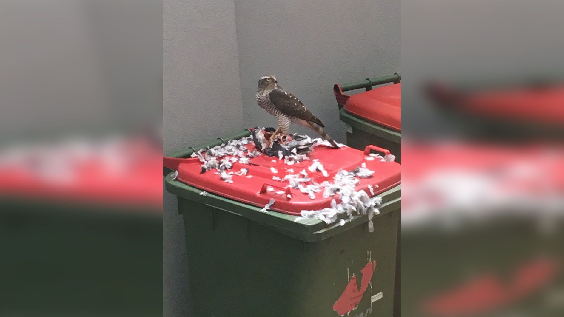 Wilde Szenen in einem Favoritner Innenhof