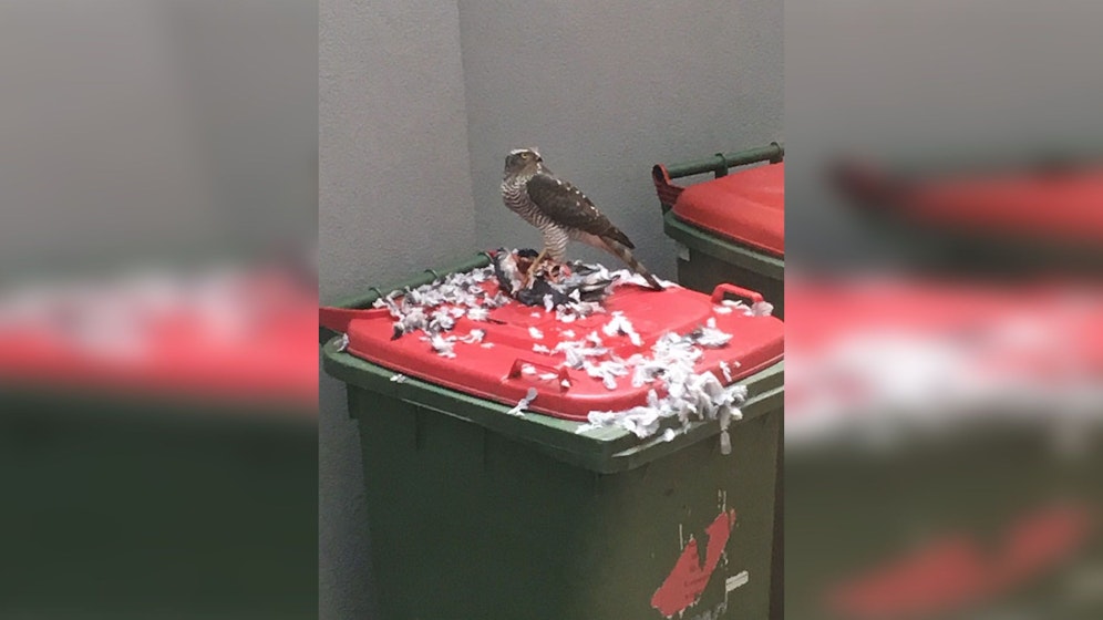 Wilde Szenen in einem Favoritner Innenhof