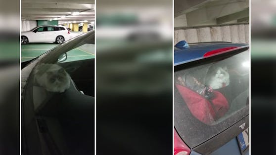 In einem geparkten Auto fand der "Heute"-Leser die beiden Katzen