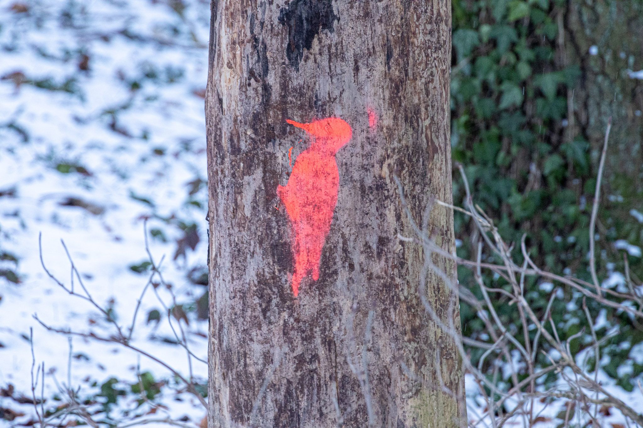 Diese aufgesprühten Spechte verwirren derzeit die Besucher am Linzer Pöstlingberg..