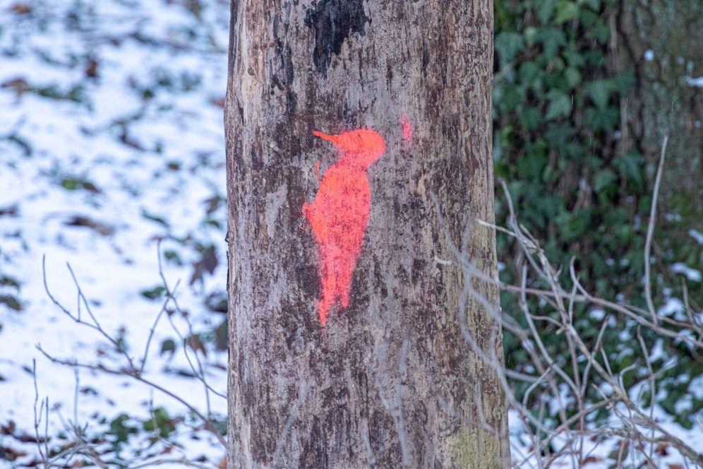 Diese aufgesprühten Spechte verwirren derzeit die Besucher am Linzer Pöstlingberg..