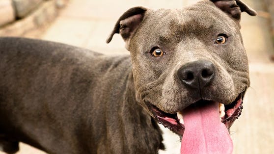 Die Frau wurde von einem Hund verletzt.