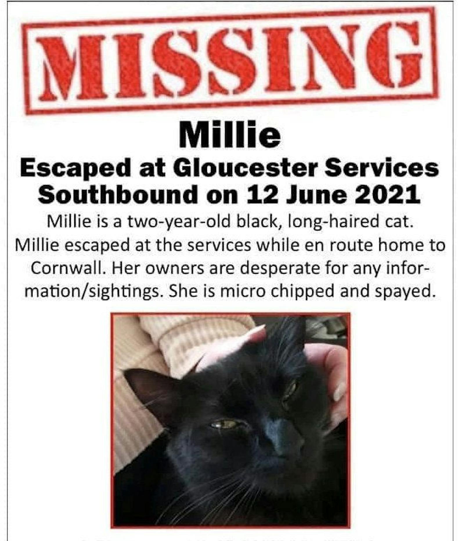 Mit allen Mitteln wurde nach "Millie" gesucht. 