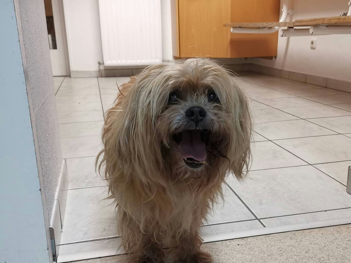 Der Hund hatte Glück, dass die Leine rasch riss. So überlebte er.