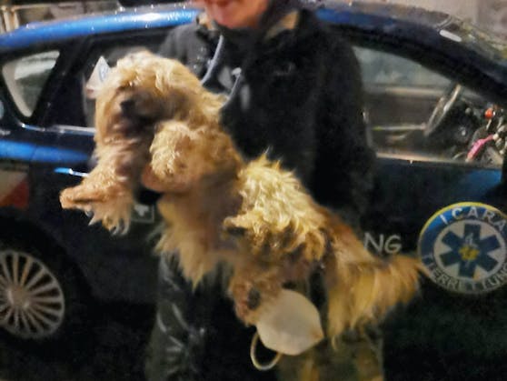 Der Hund bei der Rettung. Er kam mit einer verletzten Schulter davon.