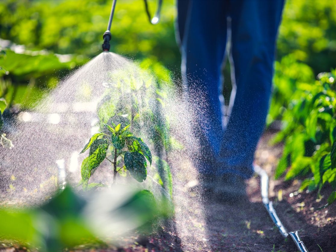 Farmer spraying vegetable green plants in the garden with herbicides, pesticides or insecticides.