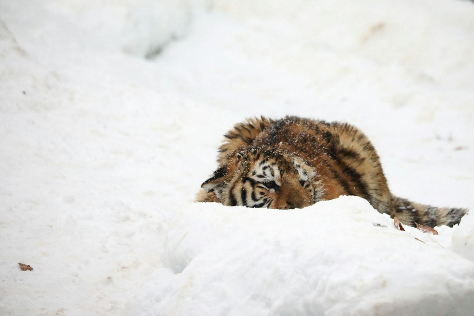 Tierpfleger retten wildes Tiger-Baby vor dem Erfrieren