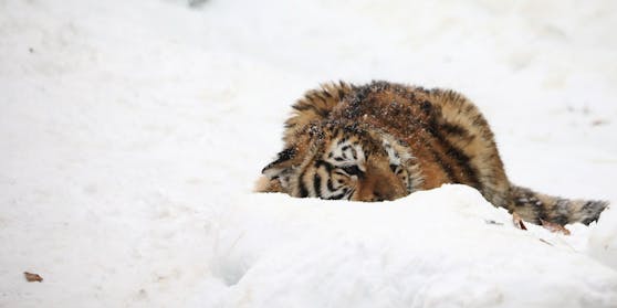 Im Osten Russlands wäre ein junger sibirischer Tiger wegen der starken Schneefälle fast erfroren. (Symbolbild)