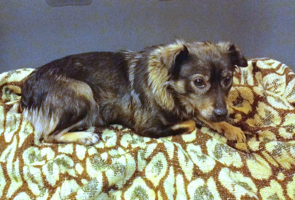 Wer kennt diese Hündin?