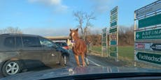 "Achtung Geisterpferd" – Gaul lief auf Autobahnabfahrt