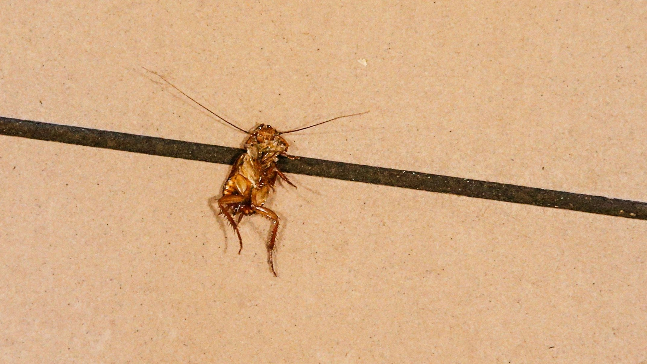 Dem Mann wurde eine tote Kakerlake aus dem Ohr gezogen. Symbolbild. 