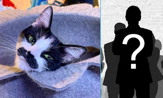Hmm... wer könnte wohl in diesem niedlichen Katzengesicht erkannt werden?