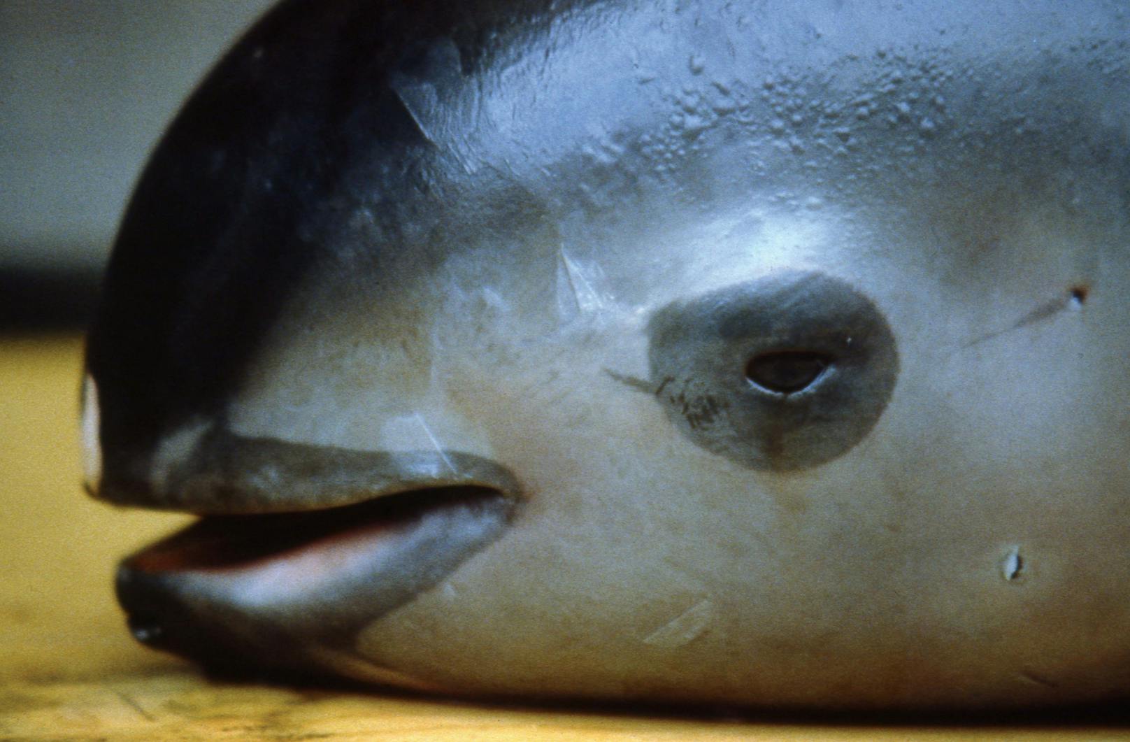 Der "Vaquita" wird auch kalifornischer Schweinswal oder Golftümmler genannt. 