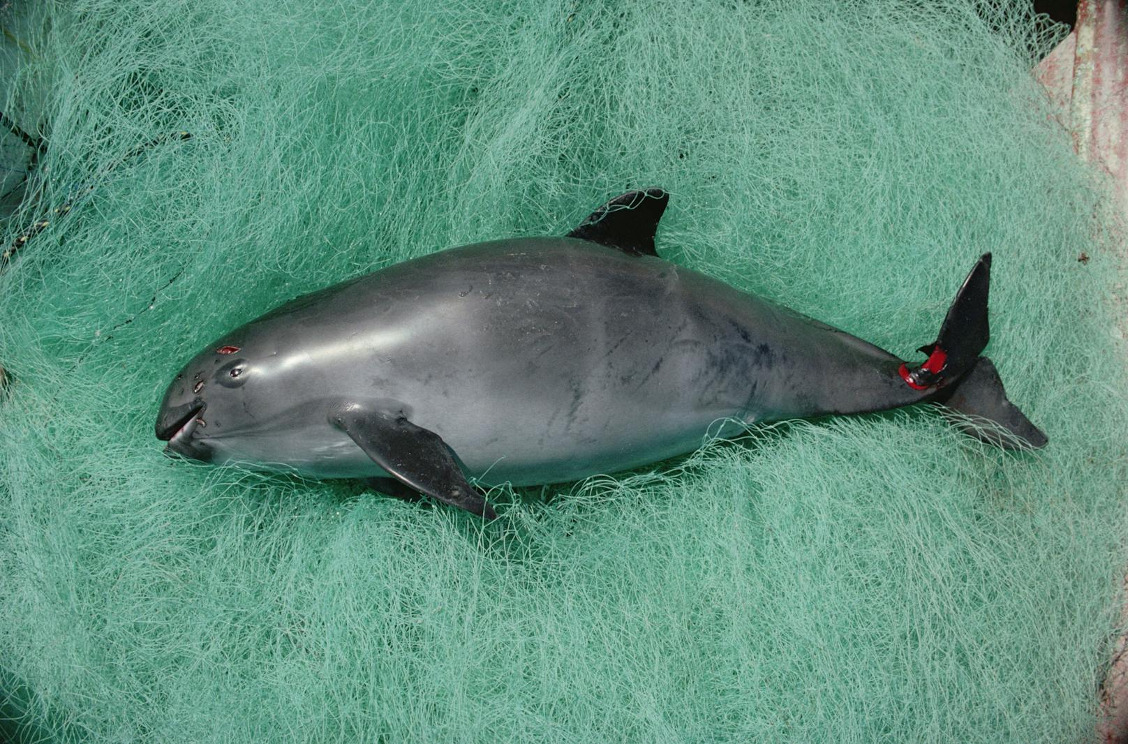 Der Vaquita teilt somit das gleiche Schicksal wie dem chinesischen Flussdelphin - er gilt bereits als ausgestorben. 