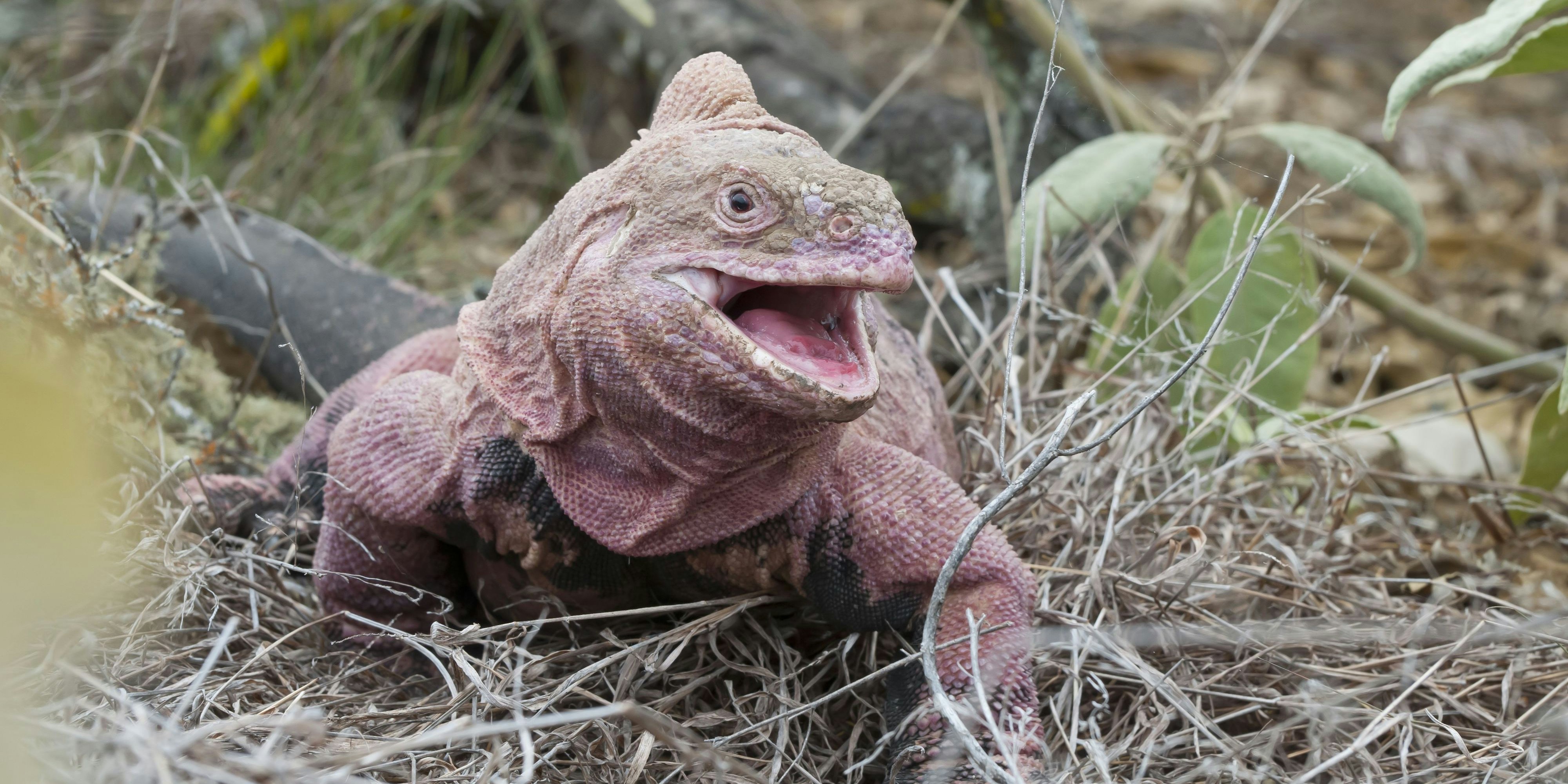 Die rosafarbenen Leguane sind auf den Galápagos-Inseln endemisch – sie kommen also nur dort vor.