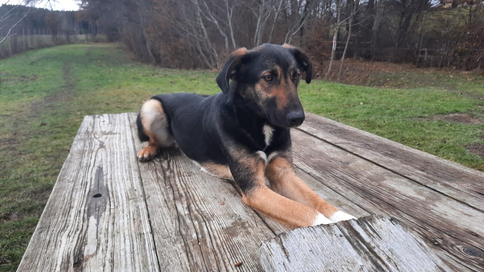 Nach seiner langen Genesungszeit ist "Dido" nun bereit für ein schönes Zuhause.