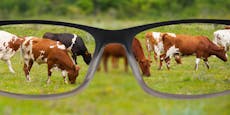 Kuh mit Virtual-Reality-Brille gibt mehr Milch?