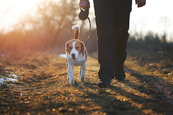 Ein Beagle beim Gassigehen mit seinem Besitzer. (Symbolbild)
