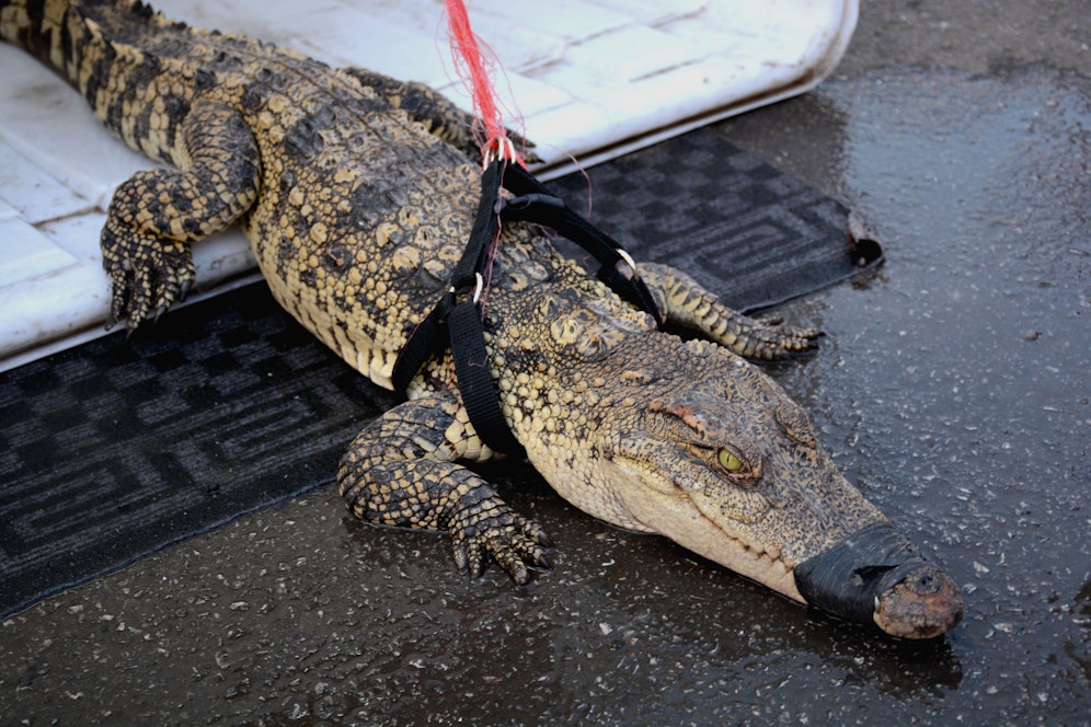 Krokodilfleisch in Thailand boomt, die Kassen bei den Farmen klingeln.&nbsp;