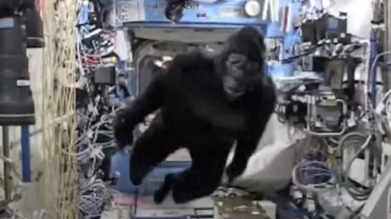 Ein auf Twitter aufgetauchtes Video zeigt einen bizarren Vorfall im Weltraum.Zu sehen ist, wie ein Gorilla in der ISS einen Astronauten verfolgt.