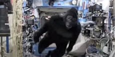 Hier tobt ein aggressiver Gorilla durch die ISS