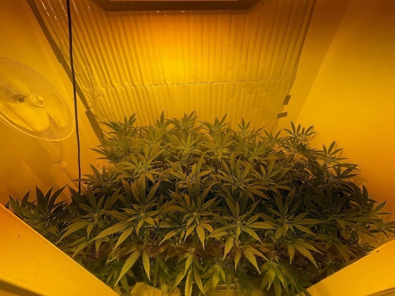Bei den Durchsuchungen folgten Sicherstellungen von Bargeld im hohen dreistelligen Bereich, über 270 Gramm Cannabiskraut, ca. 10 Gramm Kokain und Amphetamine, drei Tabletten Ecstasy, 100 Gramm Mannitol und eines Schlagrings.