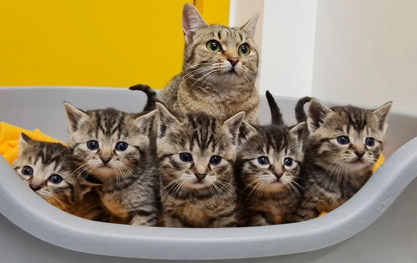 Die Katzen-Mama mit ihrer Rasselbande.