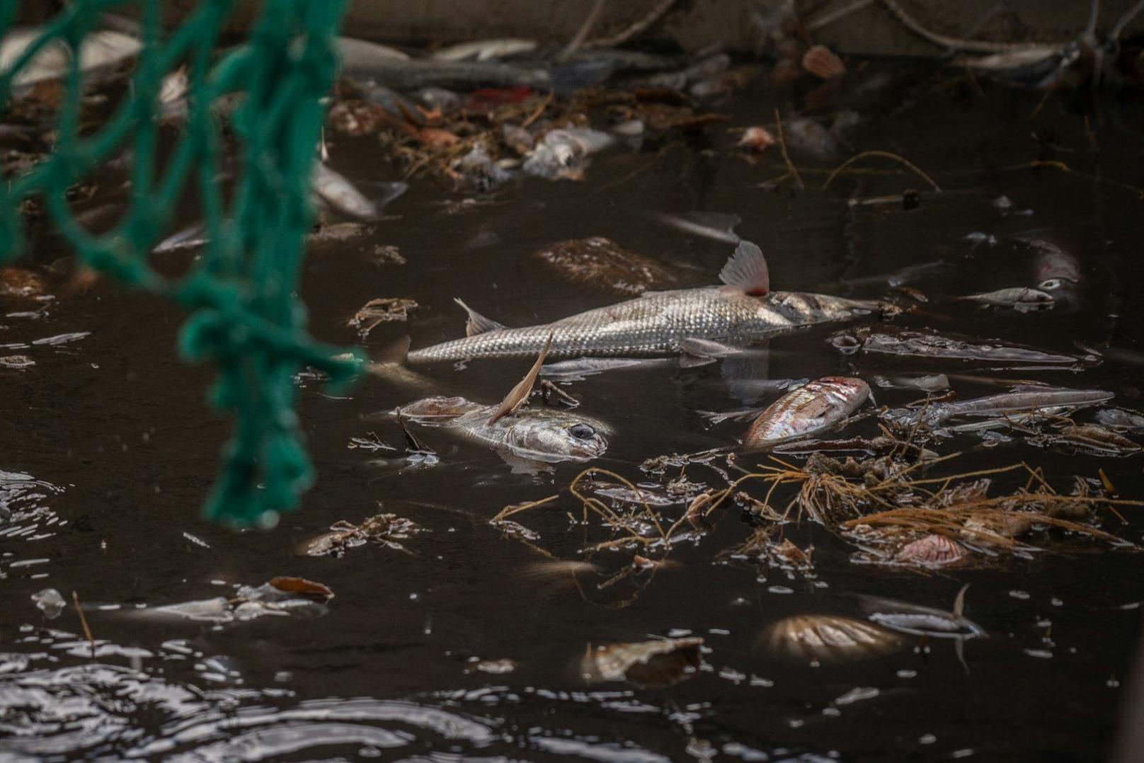 Milliarden Fische werden auf diese Weise getötet – viele von ihnen werden als Beifang einfach wieder ins Meer geworfen